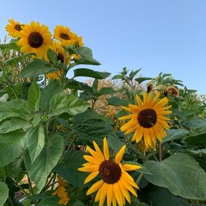 Meet your Posher, Sonia